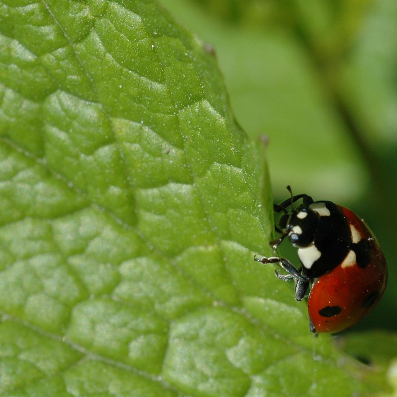 Detail Image Of Ladybug Nomer 56