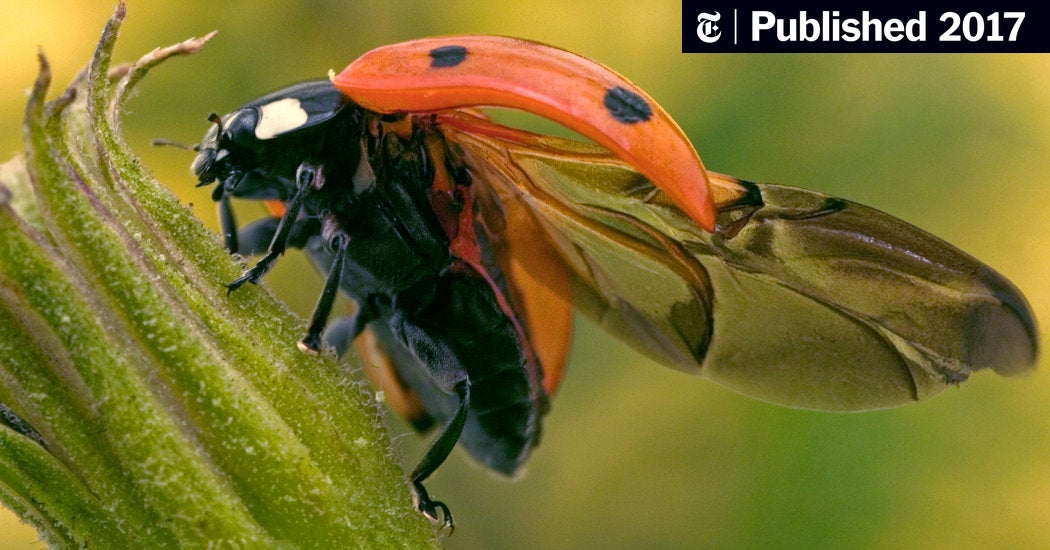 Detail Image Of Ladybug Nomer 57