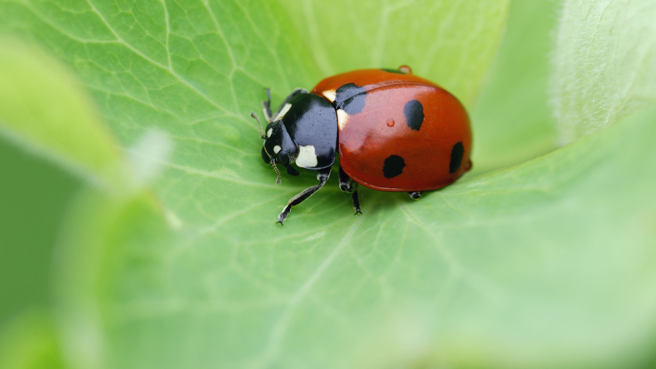 Detail Image Of Ladybug Nomer 7