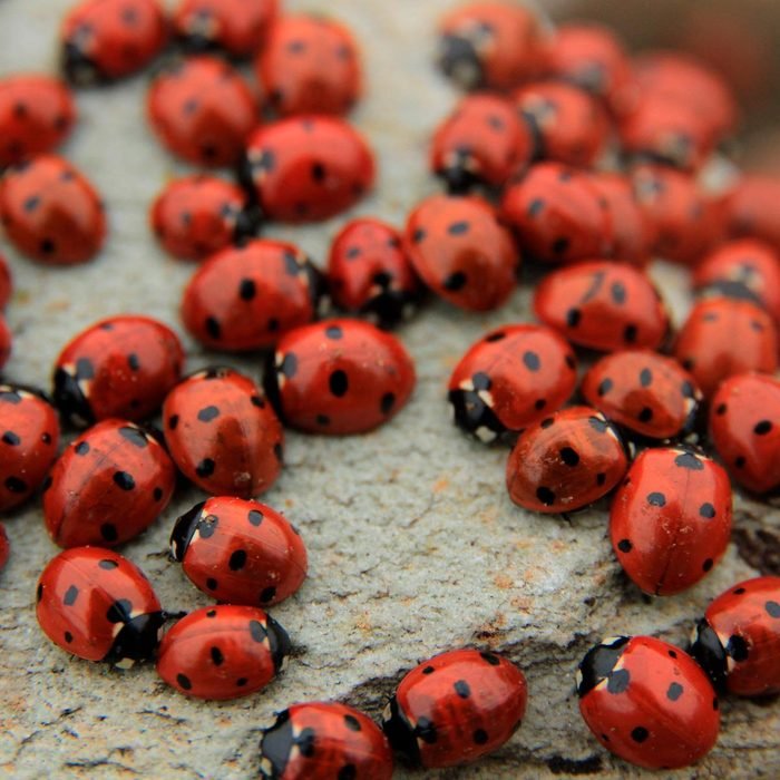 Detail Image Of Ladybug Nomer 10