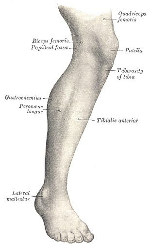 Detail Image Of Leg Nomer 3
