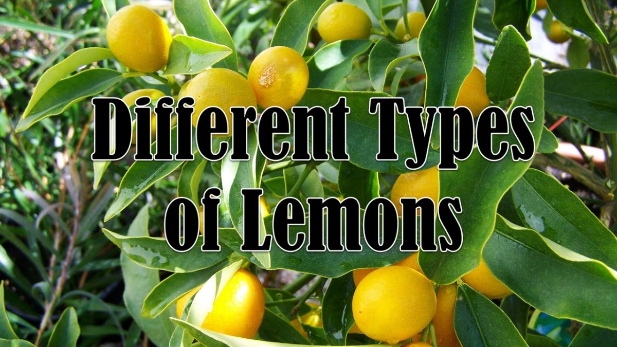 Detail Image Of Lemon Nomer 24