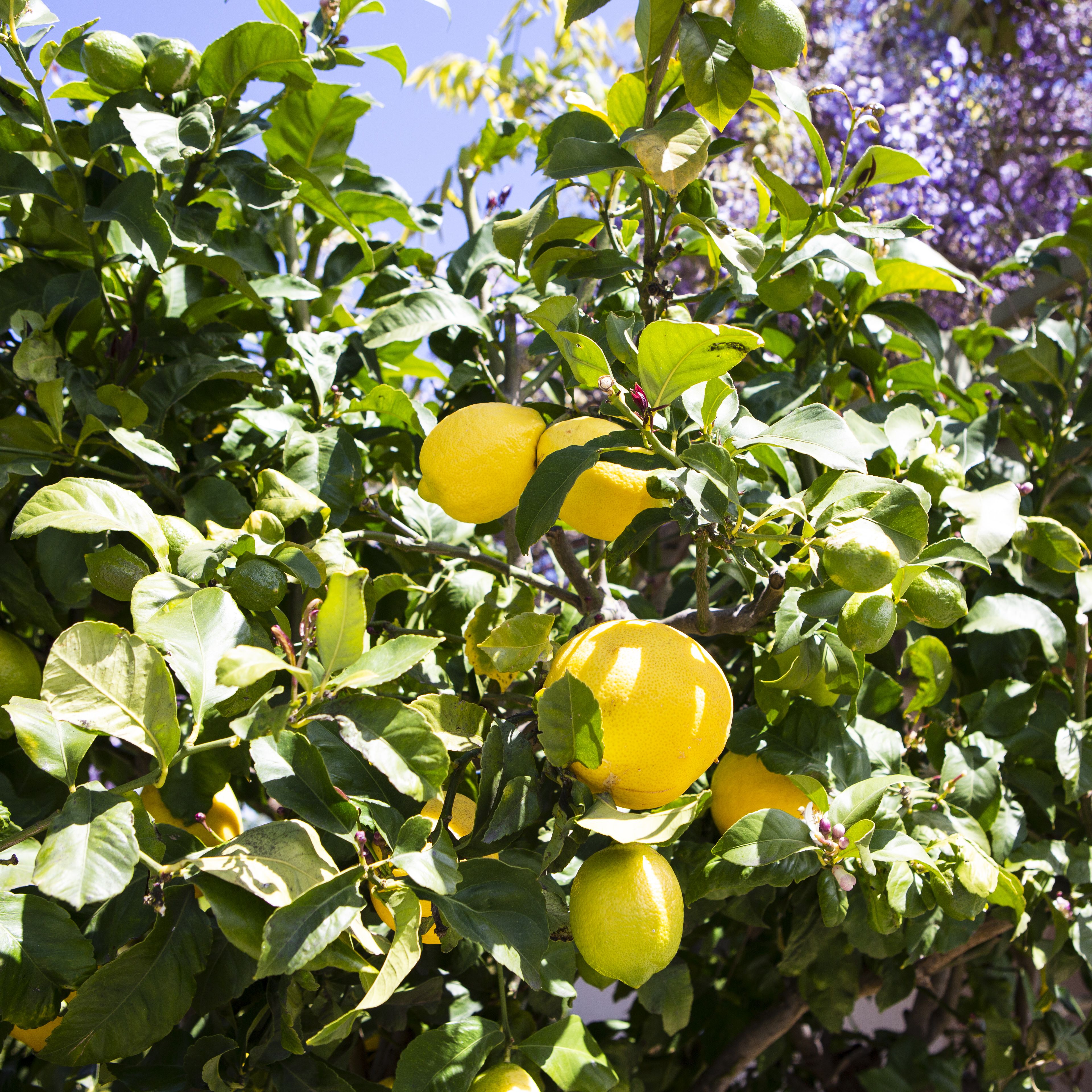 Detail Image Of Lemon Nomer 36