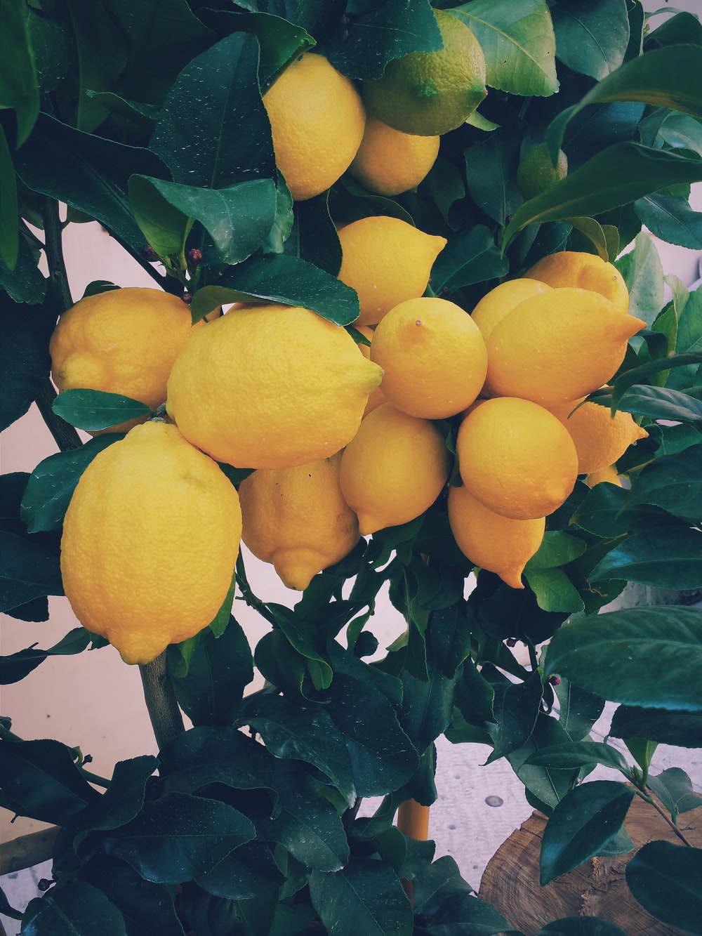 Detail Image Of Lemons Nomer 28
