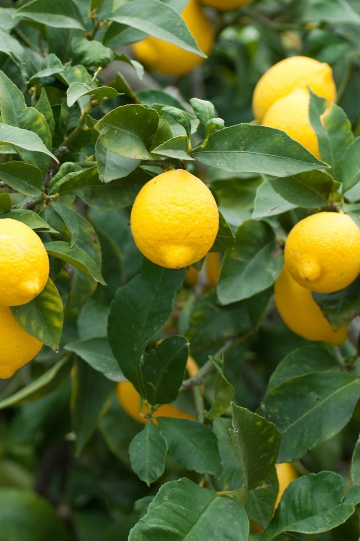 Detail Image Of Lemons Nomer 38