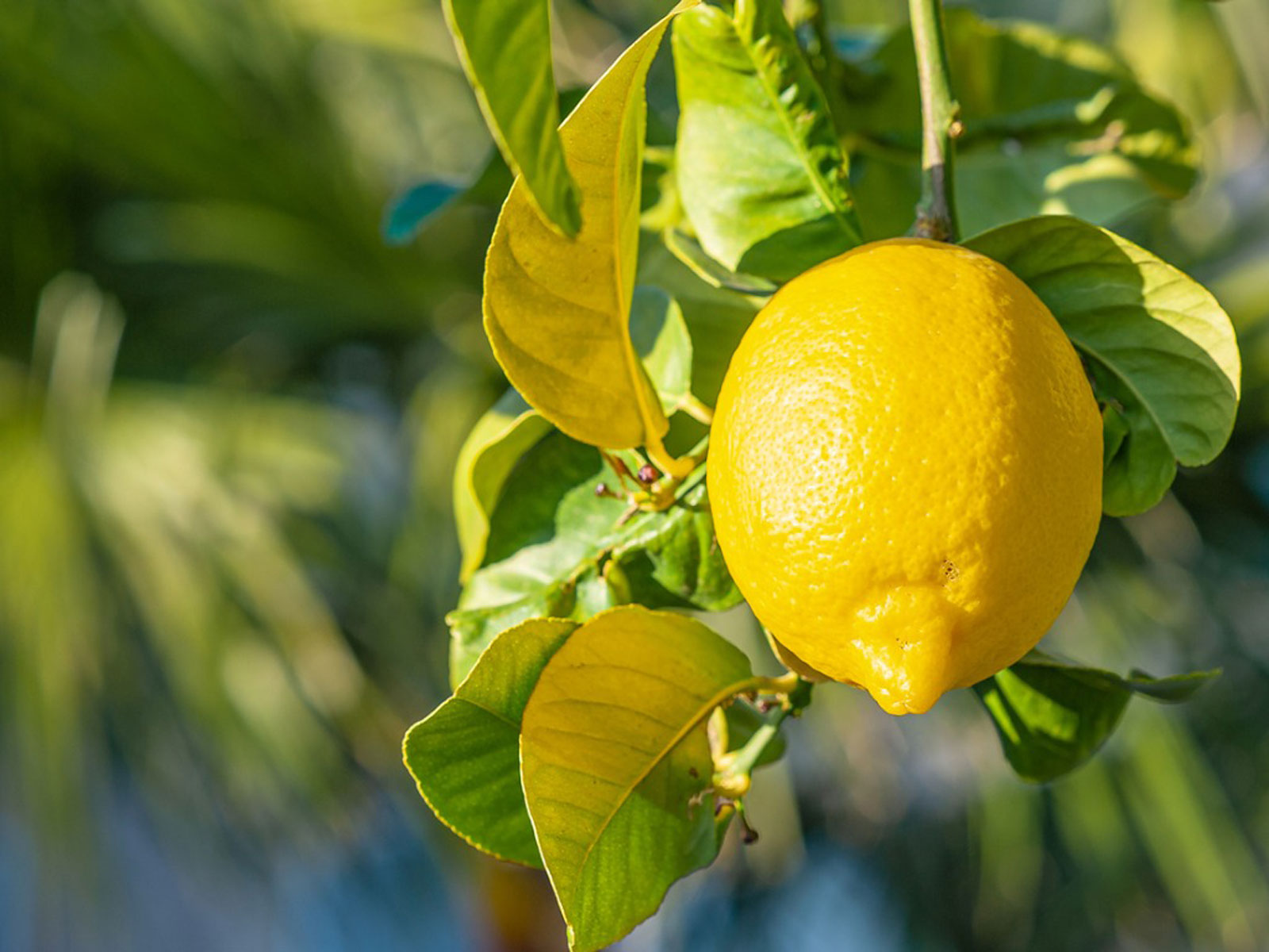 Detail Image Of Lemons Nomer 44