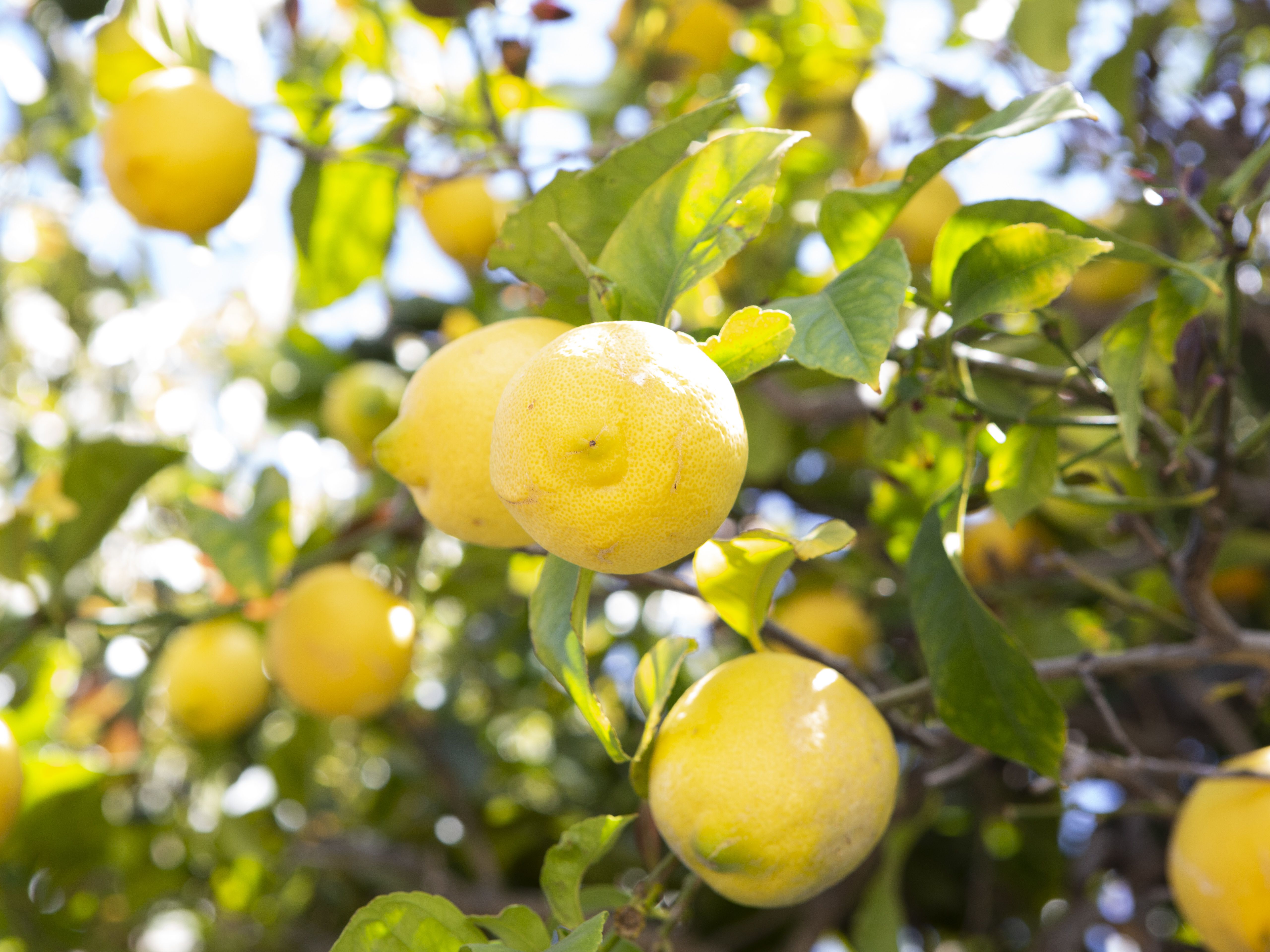 Detail Image Of Lemons Nomer 53