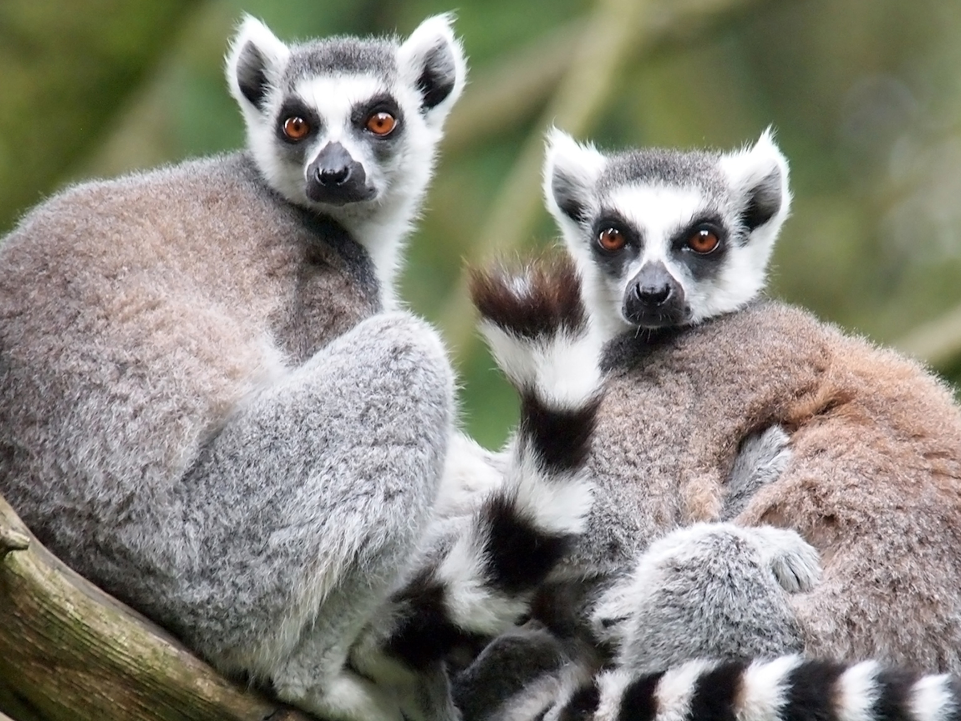 Image Of Lemur - KibrisPDR