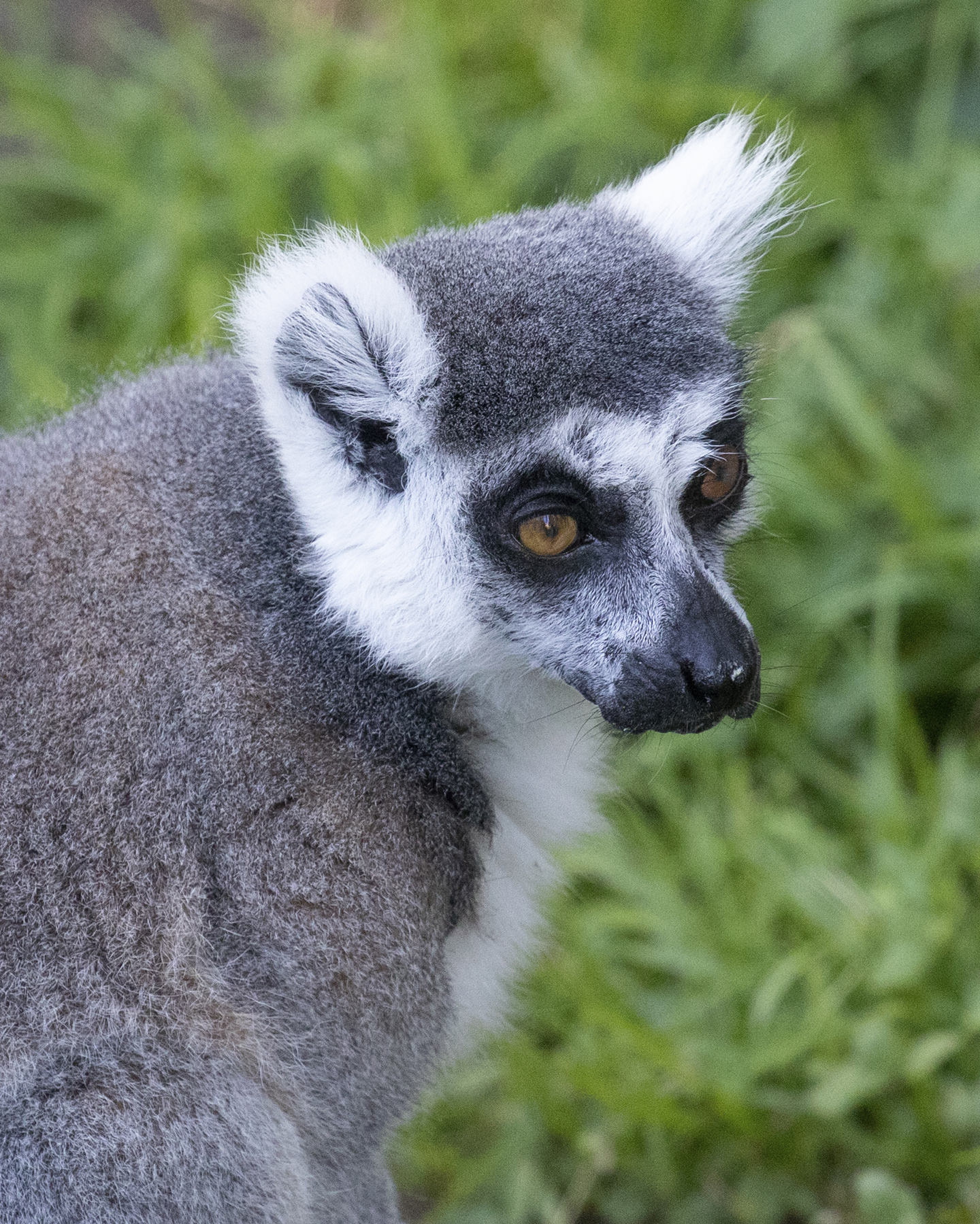 Detail Image Of Lemur Nomer 27