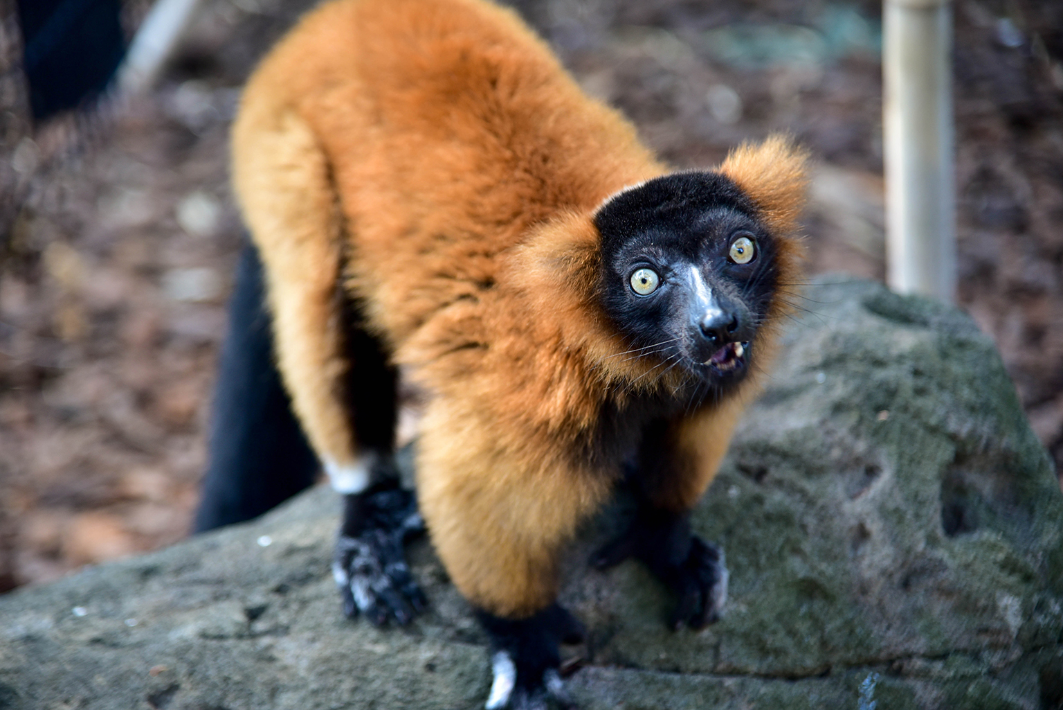 Detail Image Of Lemur Nomer 34