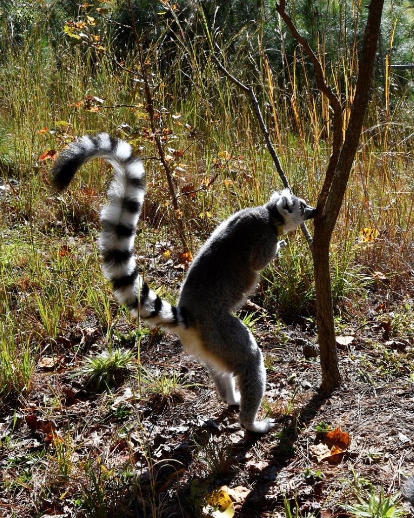 Detail Image Of Lemur Nomer 40