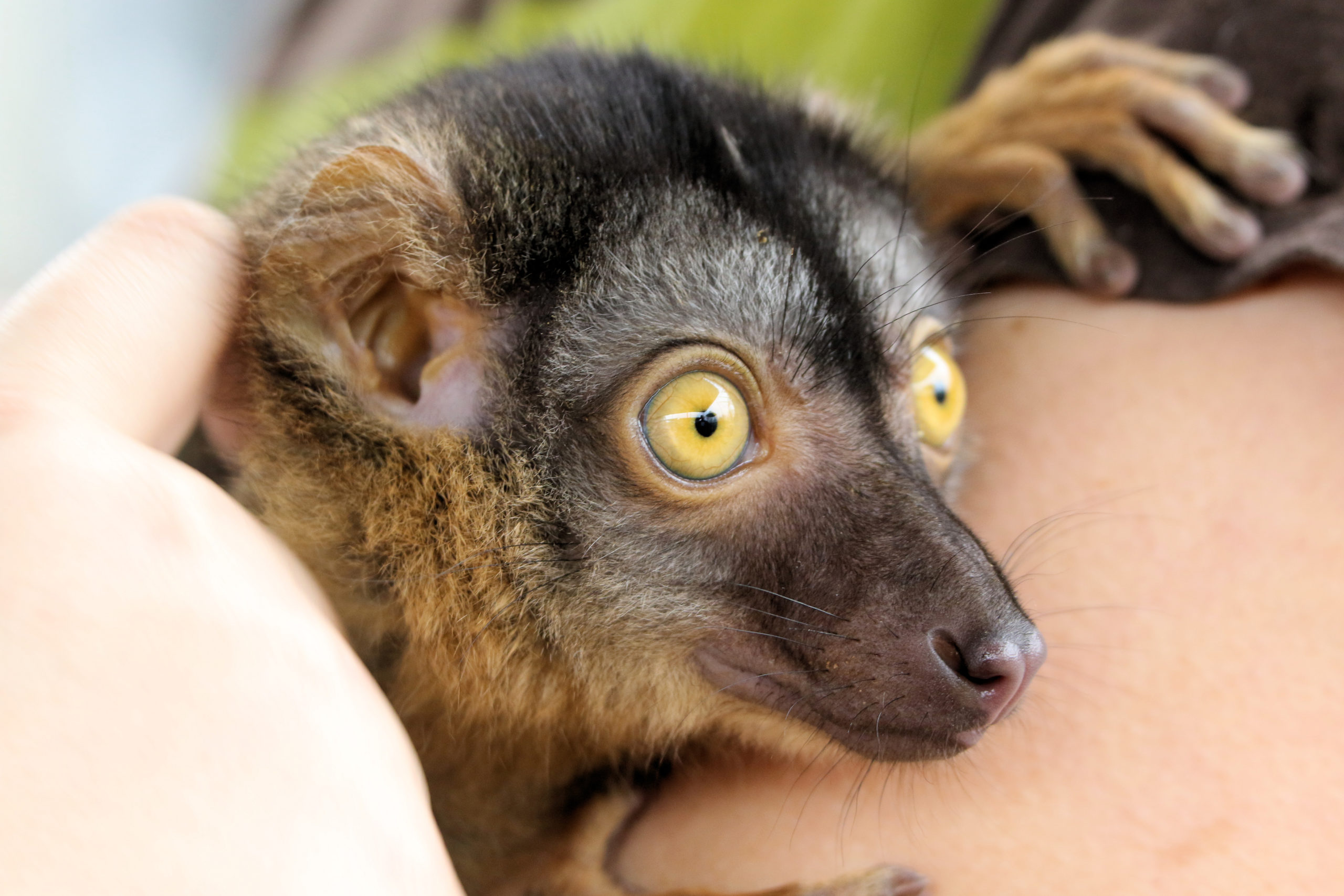 Detail Image Of Lemur Nomer 52