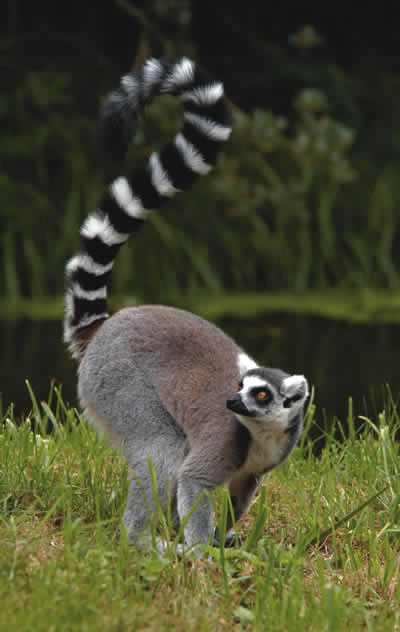 Detail Image Of Lemur Nomer 53