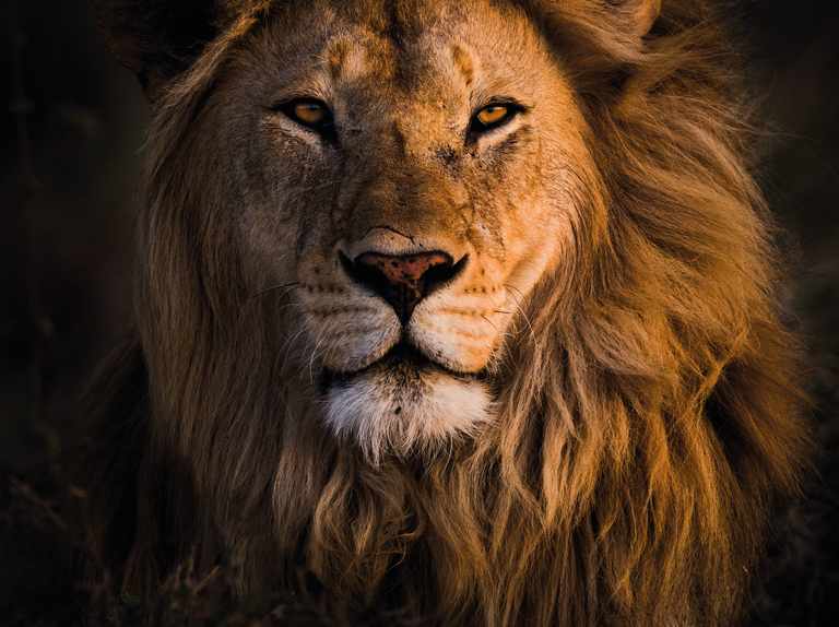 Detail Image Of Lion Nomer 19