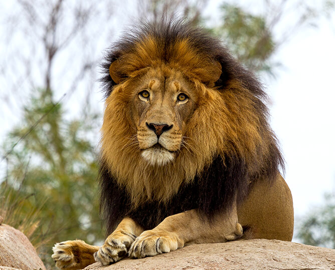 Detail Image Of Lion Nomer 21