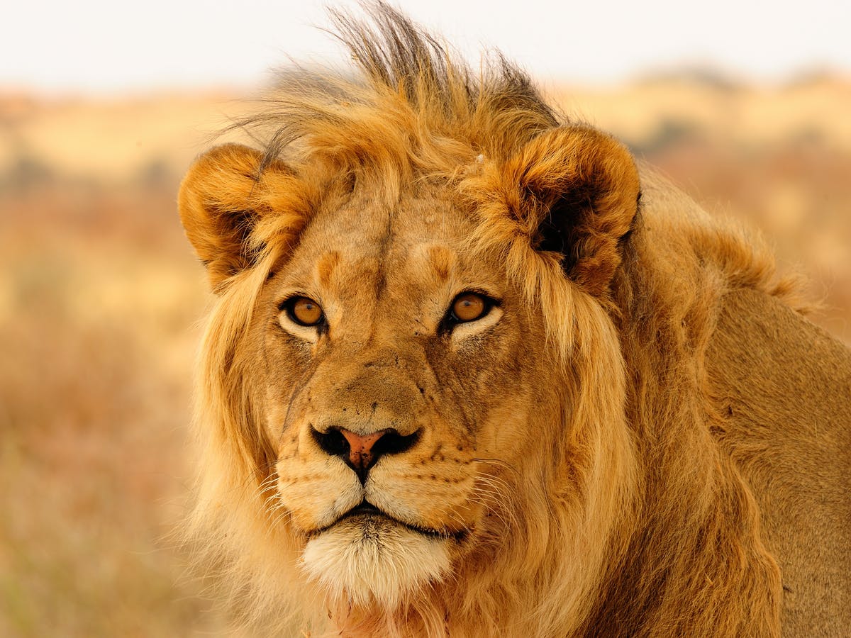 Detail Image Of Lion Nomer 30