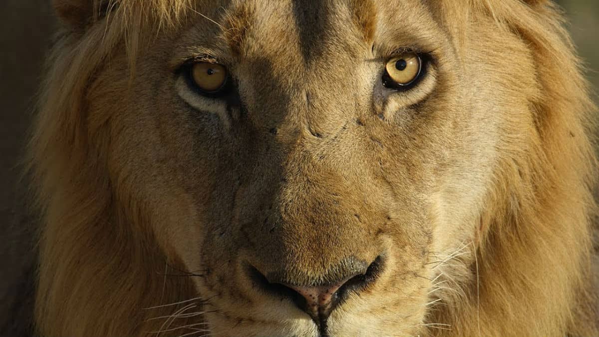 Detail Image Of Lion Nomer 36