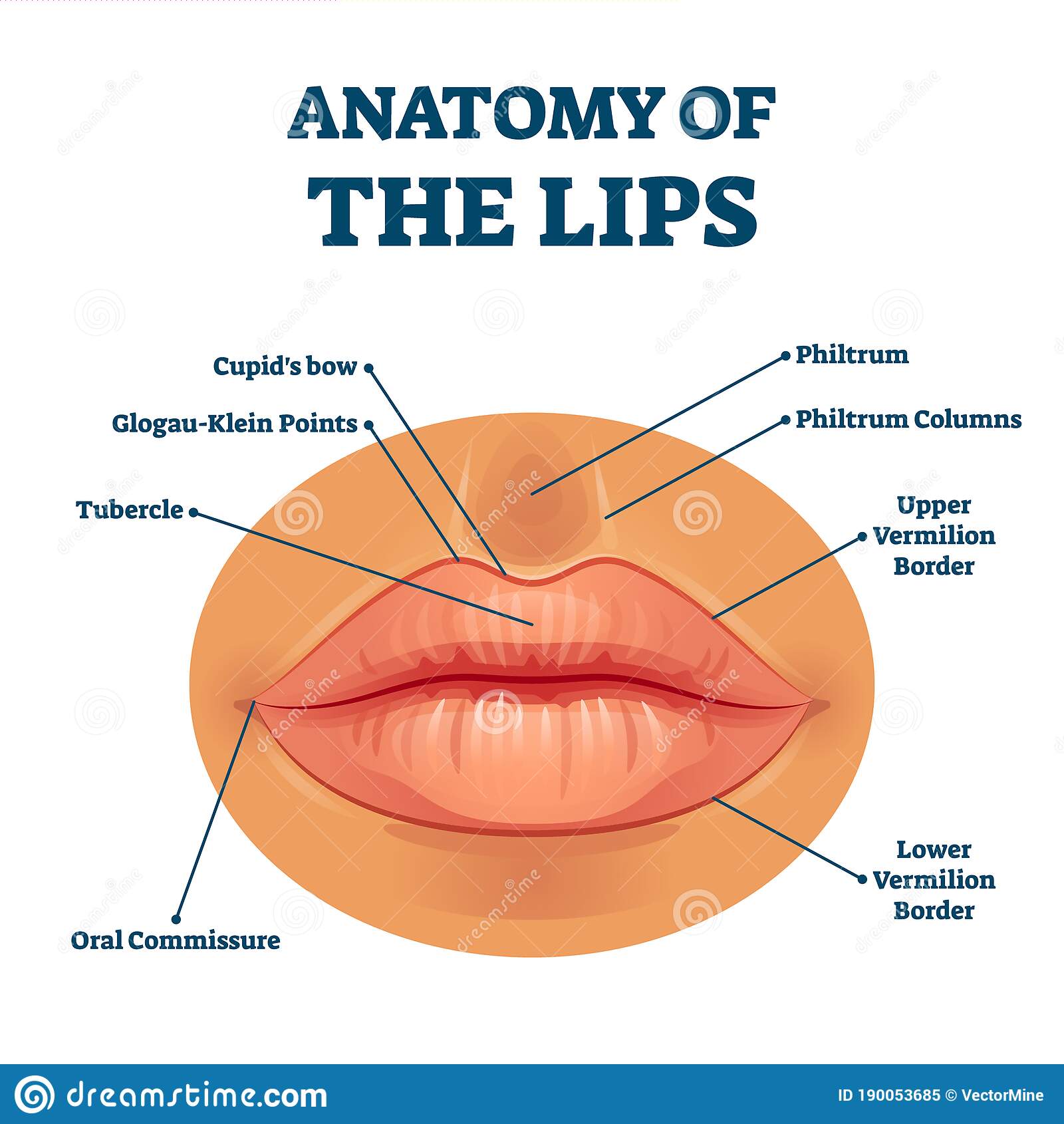 Detail Image Of Lips Nomer 29