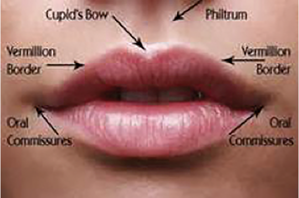 Detail Image Of Lips Nomer 52