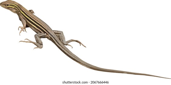 Detail Image Of Lizard Nomer 19