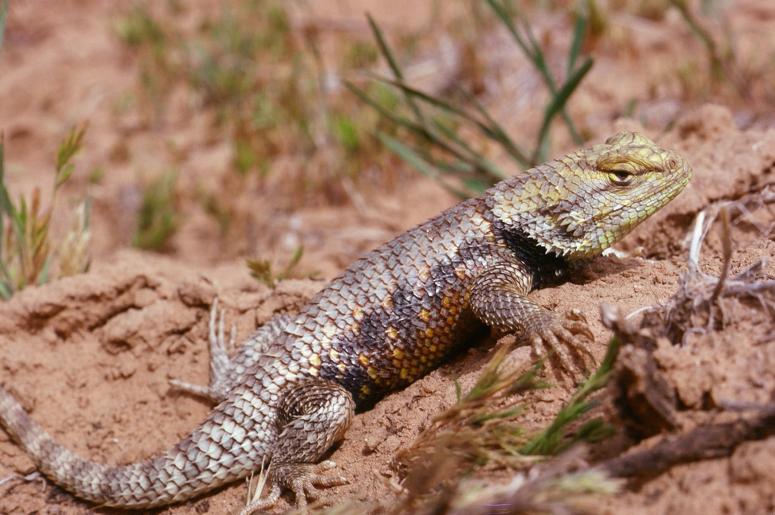 Detail Image Of Lizard Nomer 25