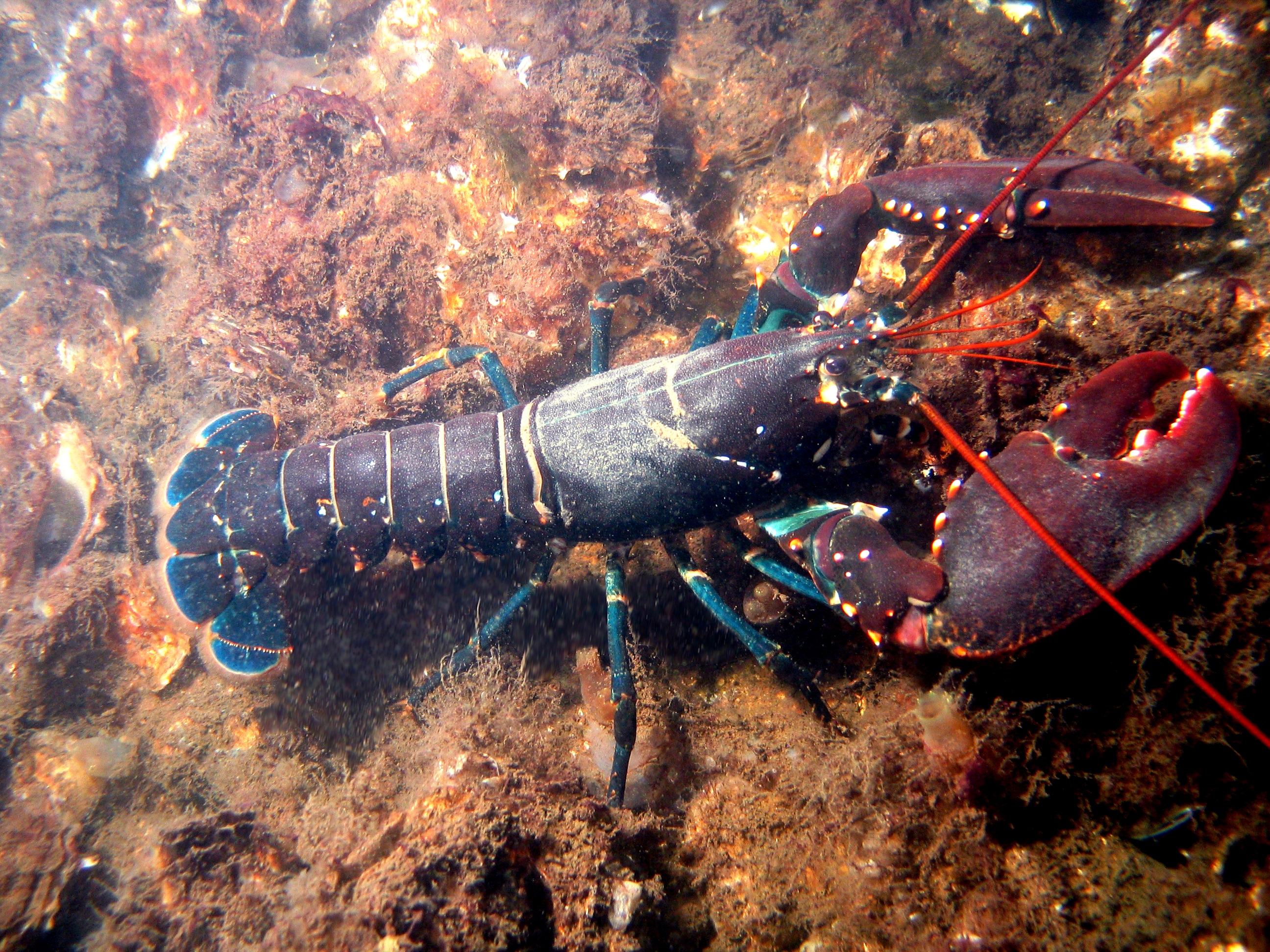 Image Of Lobster - KibrisPDR