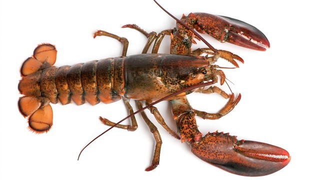 Detail Image Of Lobster Nomer 2