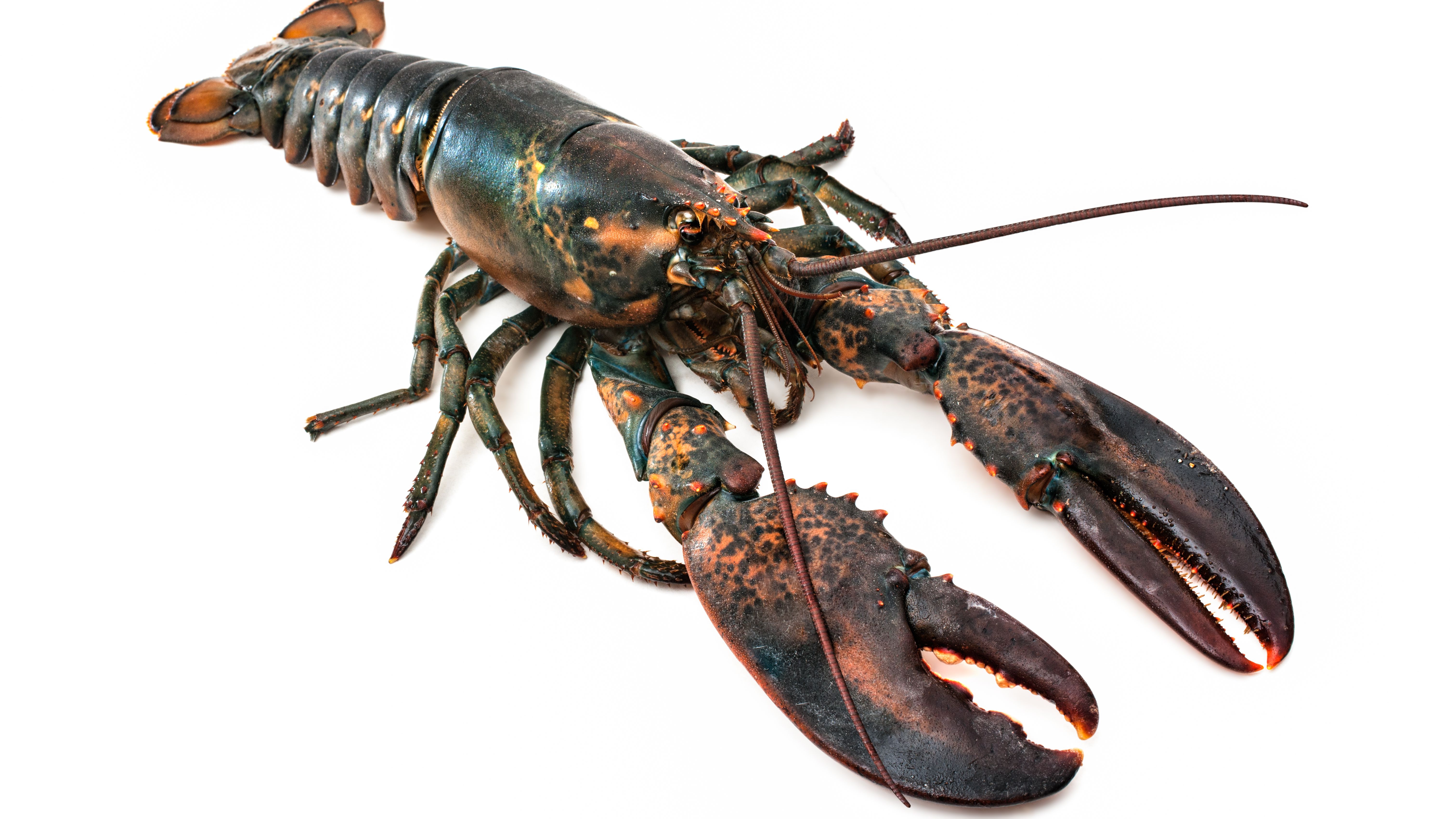 Detail Image Of Lobster Nomer 11