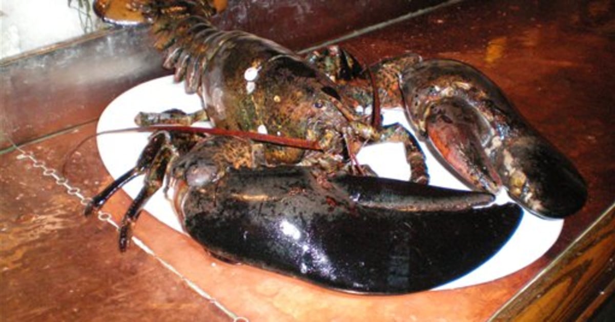 Detail Image Of Lobster Nomer 18