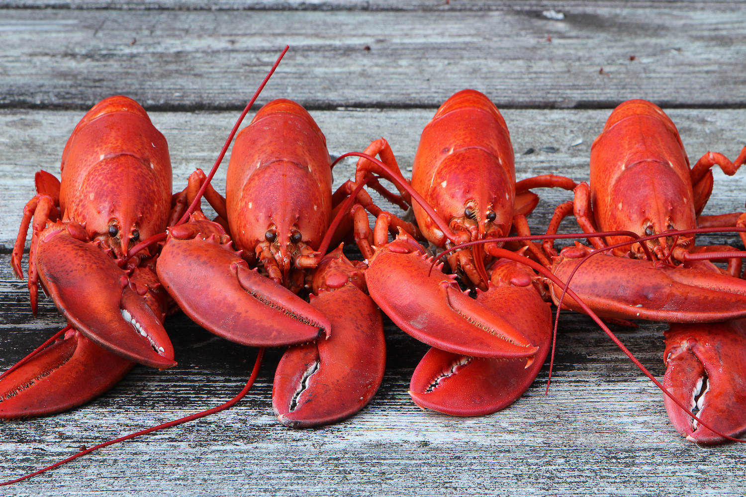 Detail Image Of Lobster Nomer 31