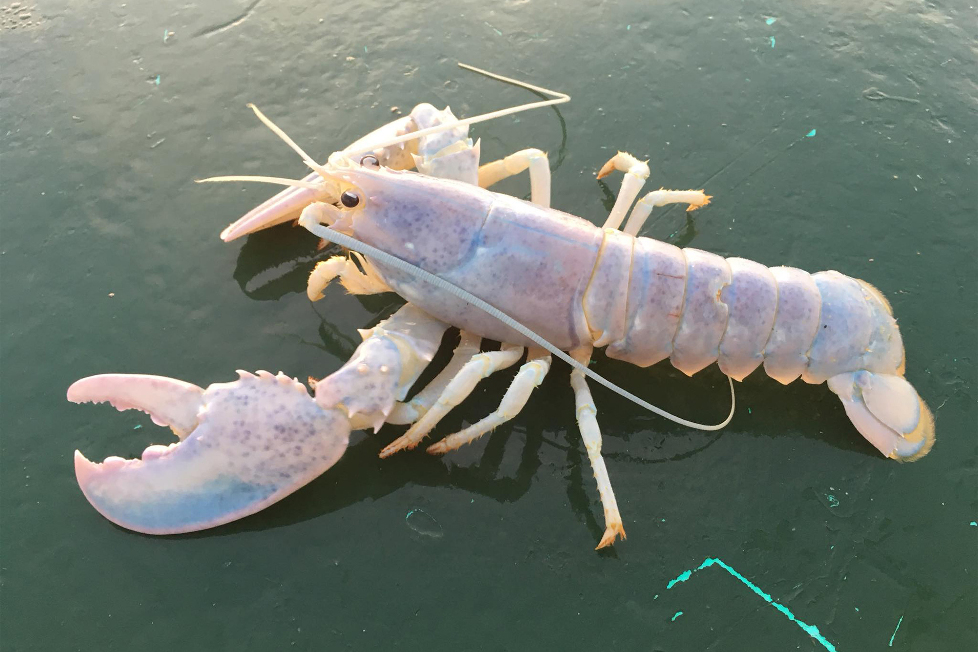 Detail Image Of Lobster Nomer 34
