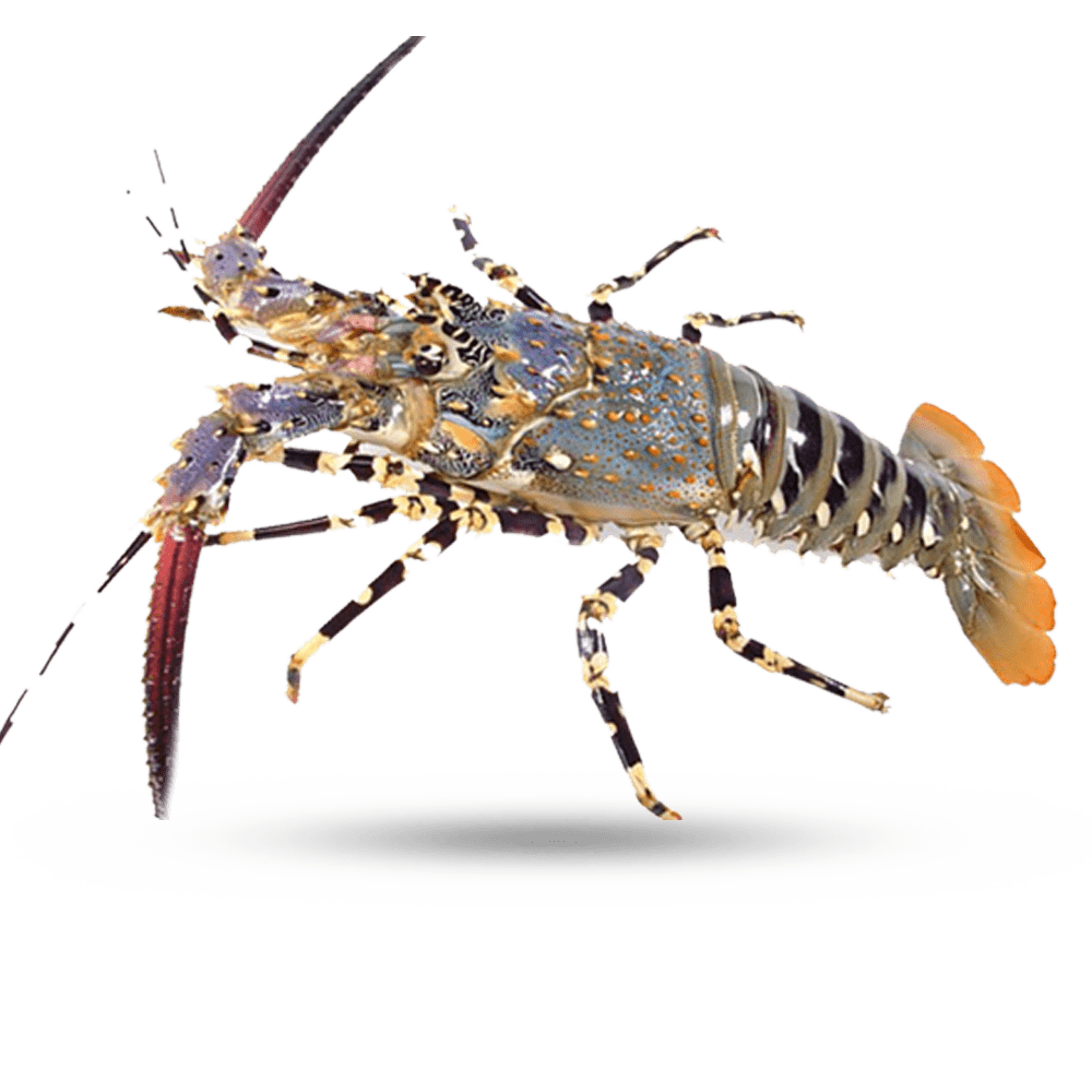 Detail Image Of Lobster Nomer 36