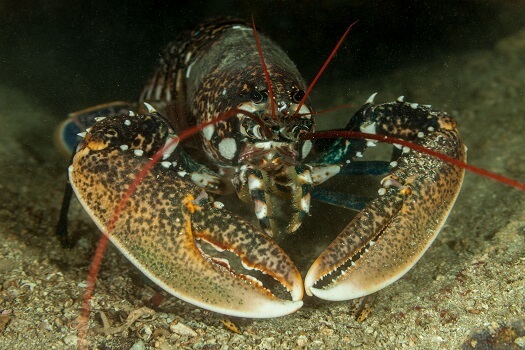 Detail Image Of Lobster Nomer 39