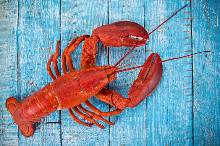 Detail Image Of Lobster Nomer 47
