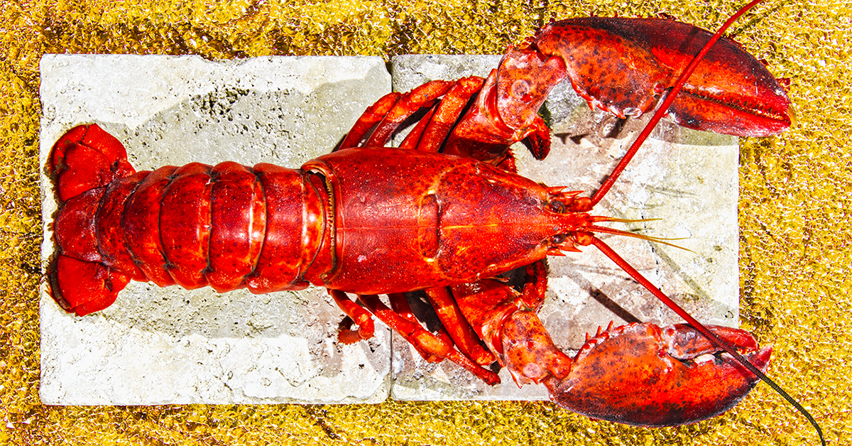 Detail Image Of Lobster Nomer 6