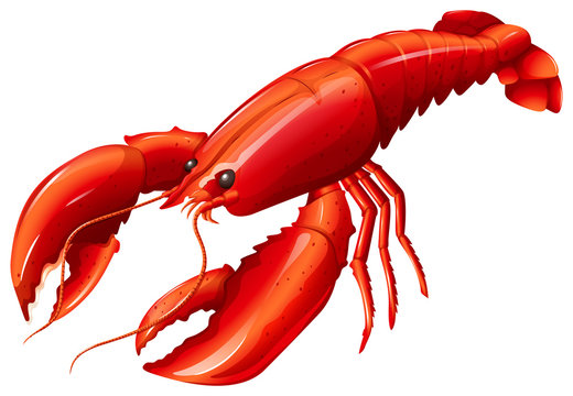 Detail Image Of Lobster Nomer 57
