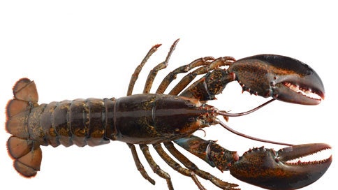 Detail Image Of Lobster Nomer 7