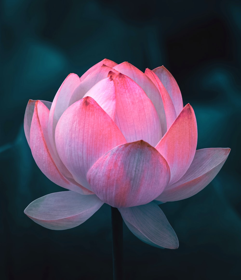 Detail Image Of Lotus Flower Nomer 2