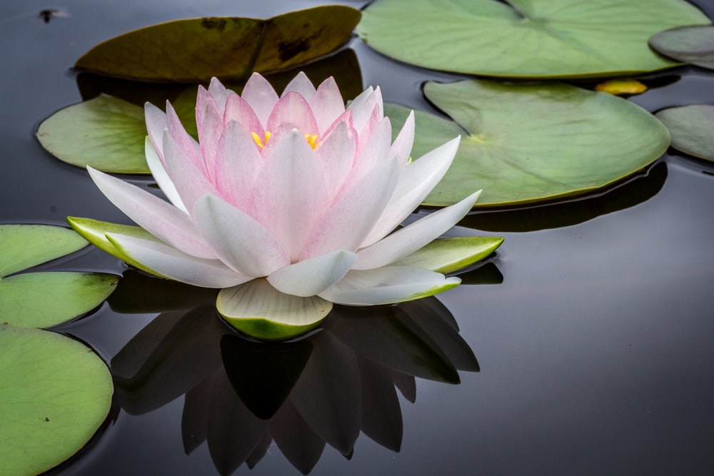 Detail Image Of Lotus Flower Nomer 11