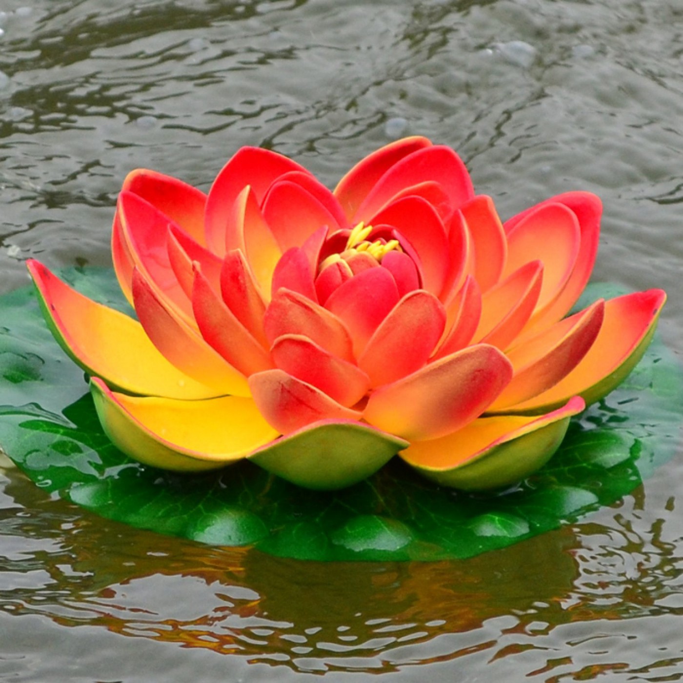 Detail Image Of Lotus Flower Nomer 44