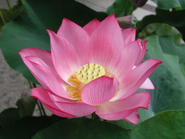 Detail Image Of Lotus Flower Nomer 49