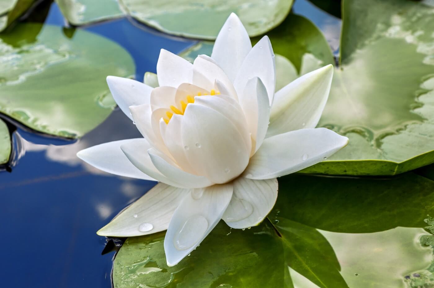 Detail Image Of Lotus Flower Nomer 51