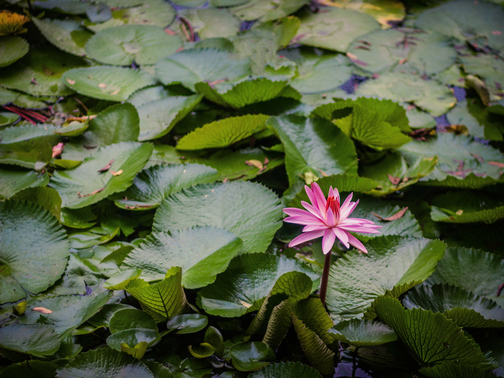 Detail Image Of Lotus Flower Nomer 52