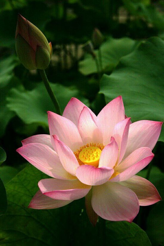Detail Image Of Lotus Flower Nomer 56