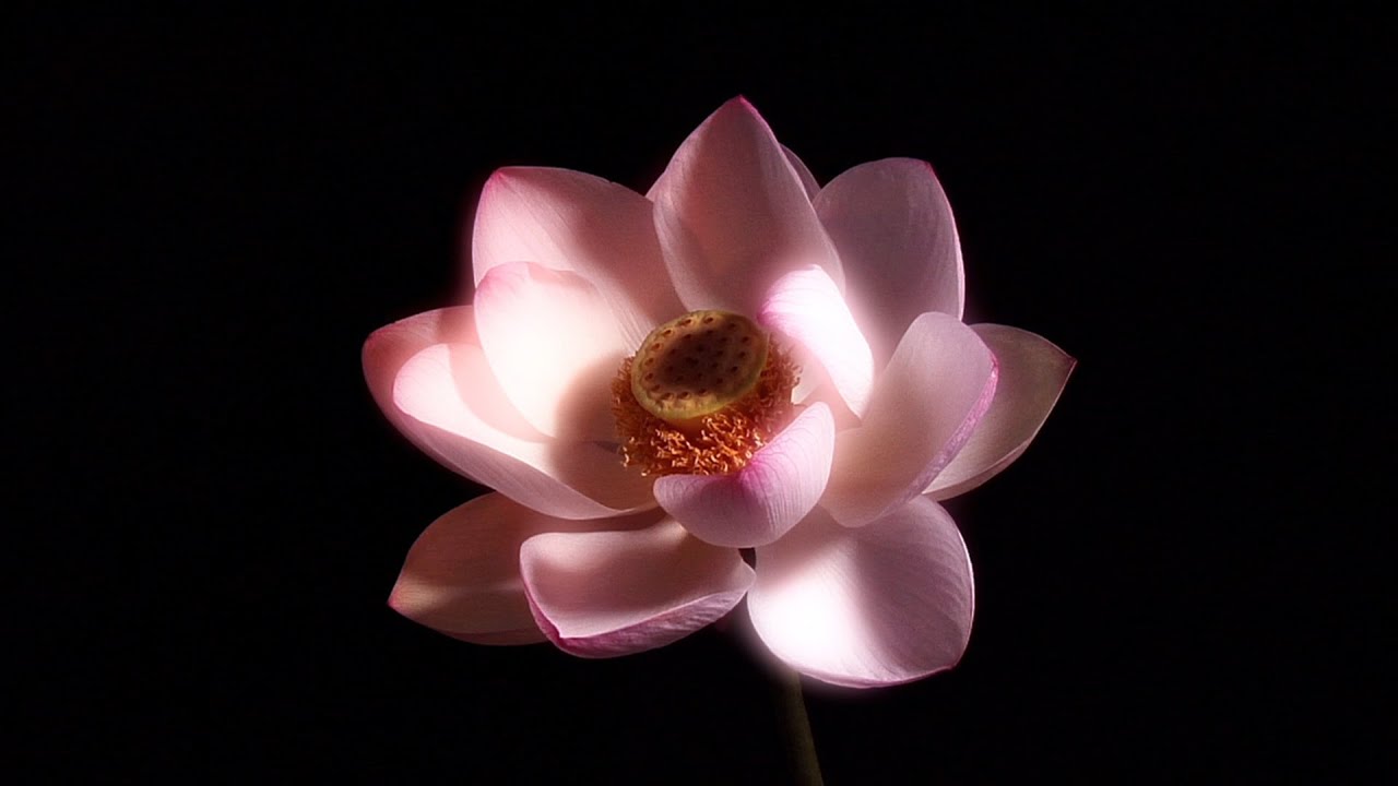 Detail Image Of Lotus Flower Nomer 57