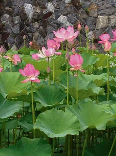 Detail Image Of Lotus Plant Nomer 12