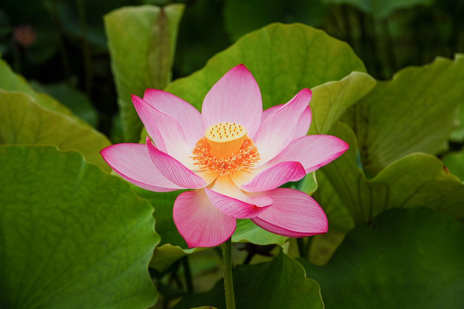 Detail Image Of Lotus Plant Nomer 13