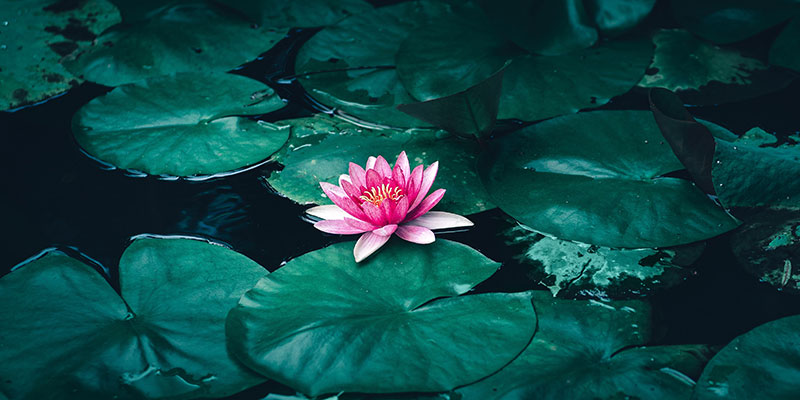 Detail Image Of Lotus Plant Nomer 14