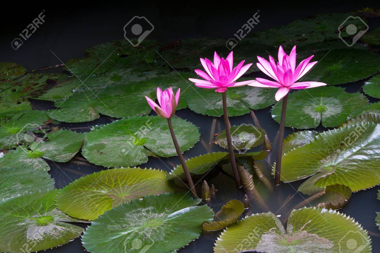 Detail Image Of Lotus Plant Nomer 29