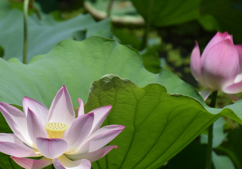 Detail Image Of Lotus Plant Nomer 30